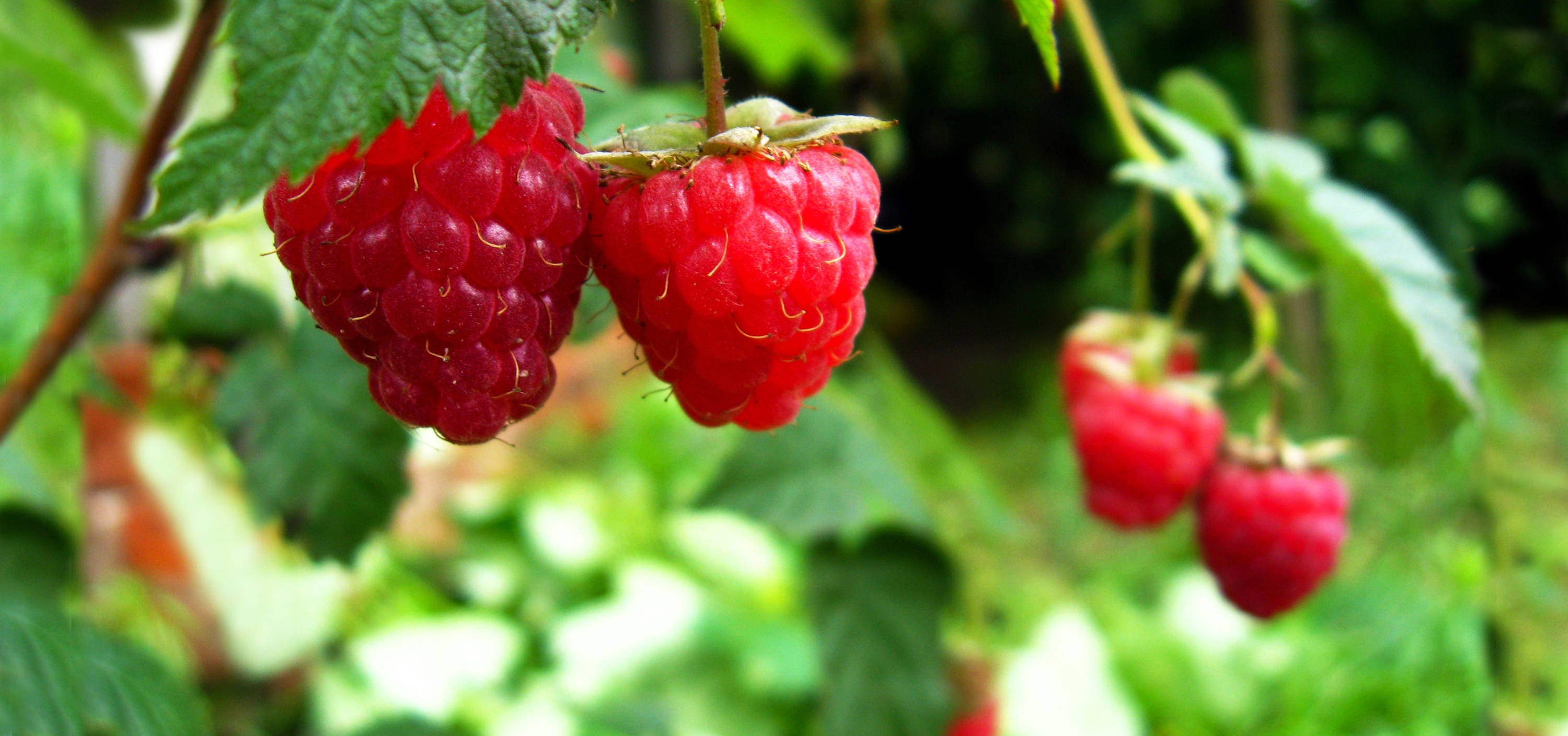 Crop’s UK: the finest frozen food, veg, fruit, meals and smoothies